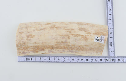 White mammoth bark
