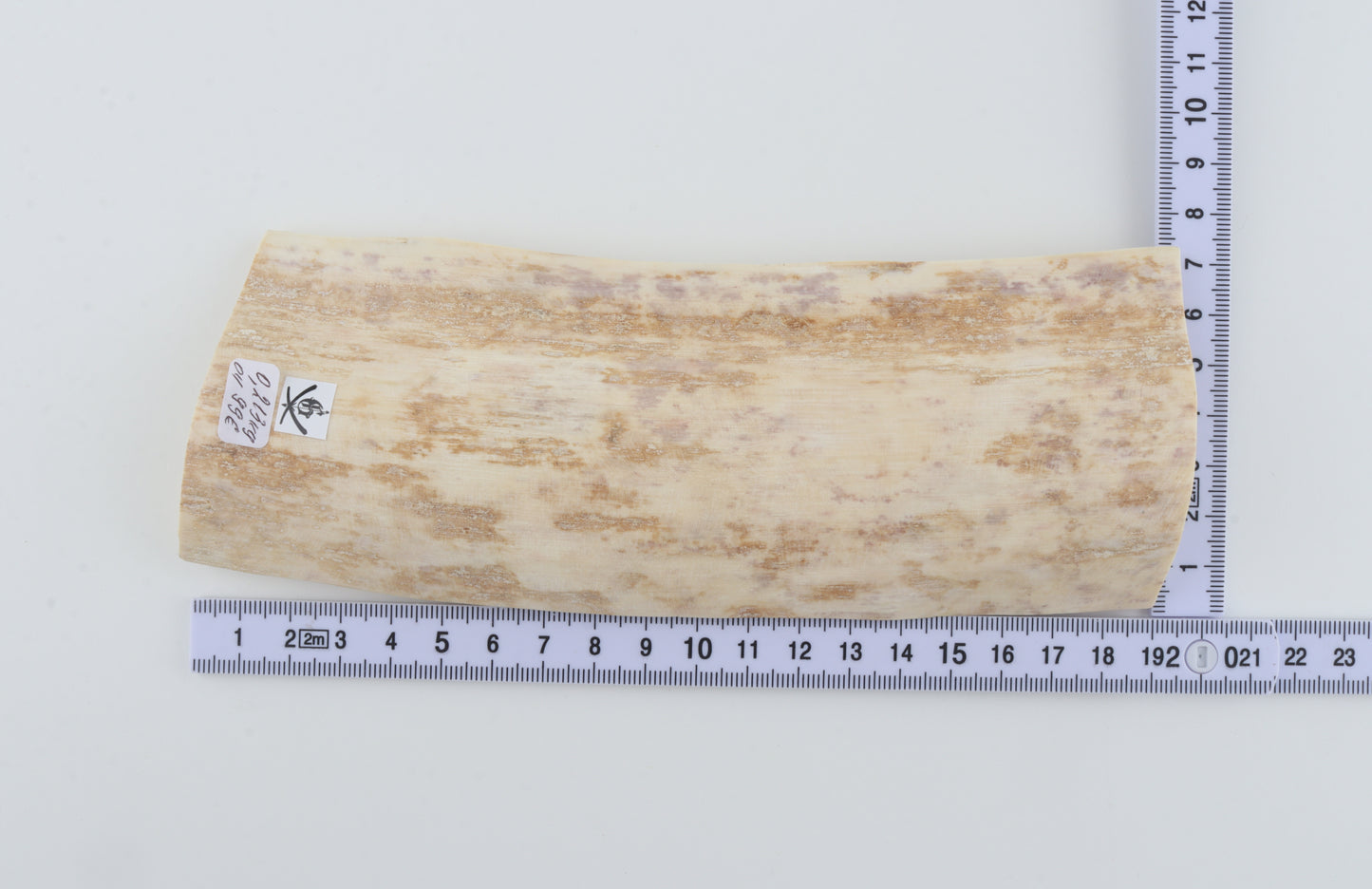 White mammoth bark