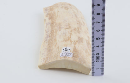 White mammoth bark