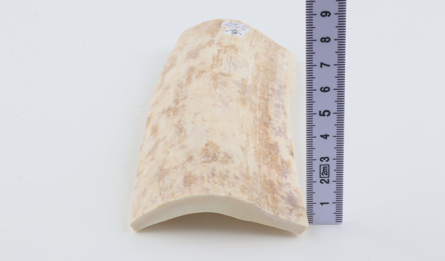 White mammoth bark