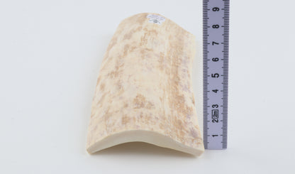 White mammoth bark