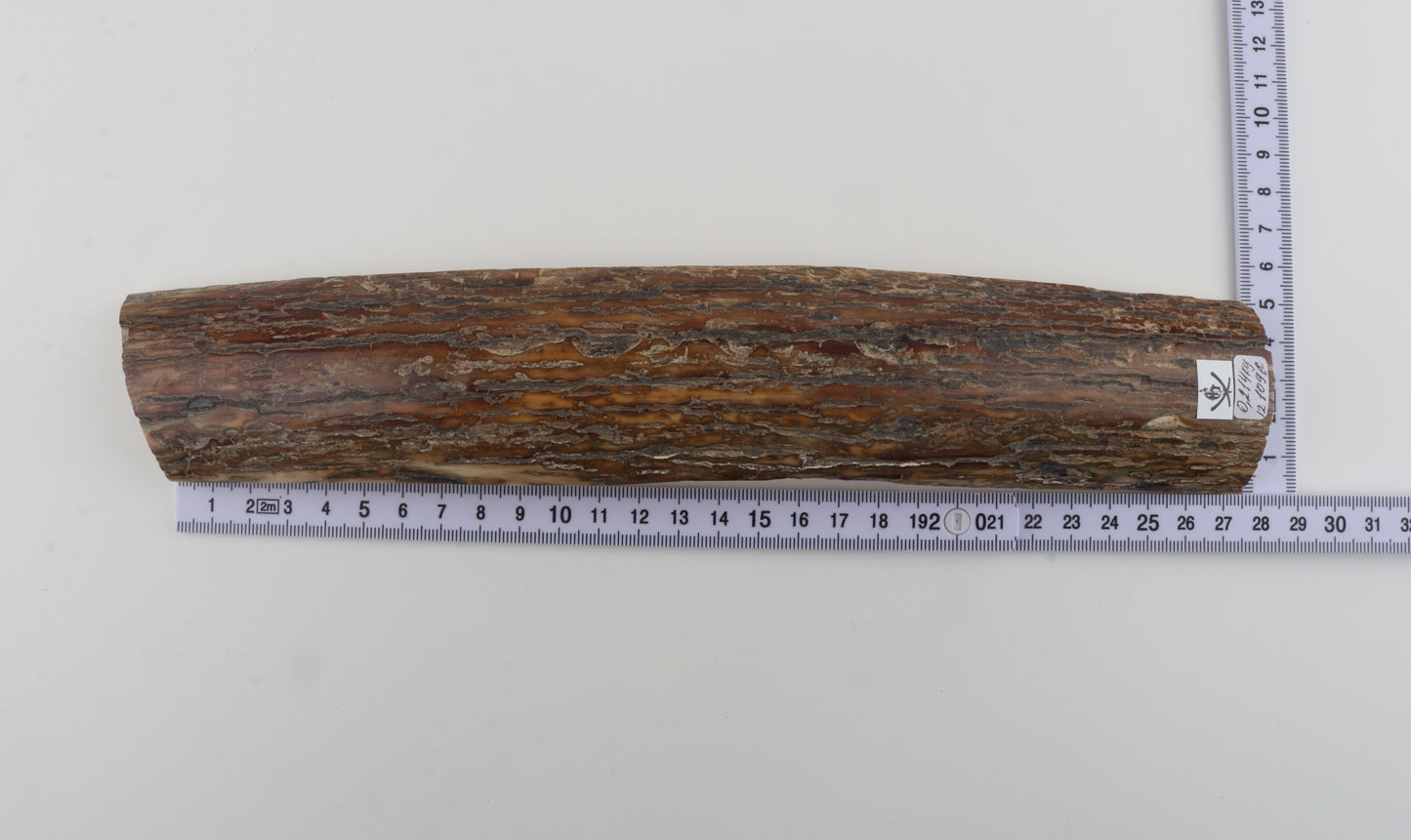 Beige-caramel mammoth bark