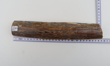 Beige-caramel mammoth bark