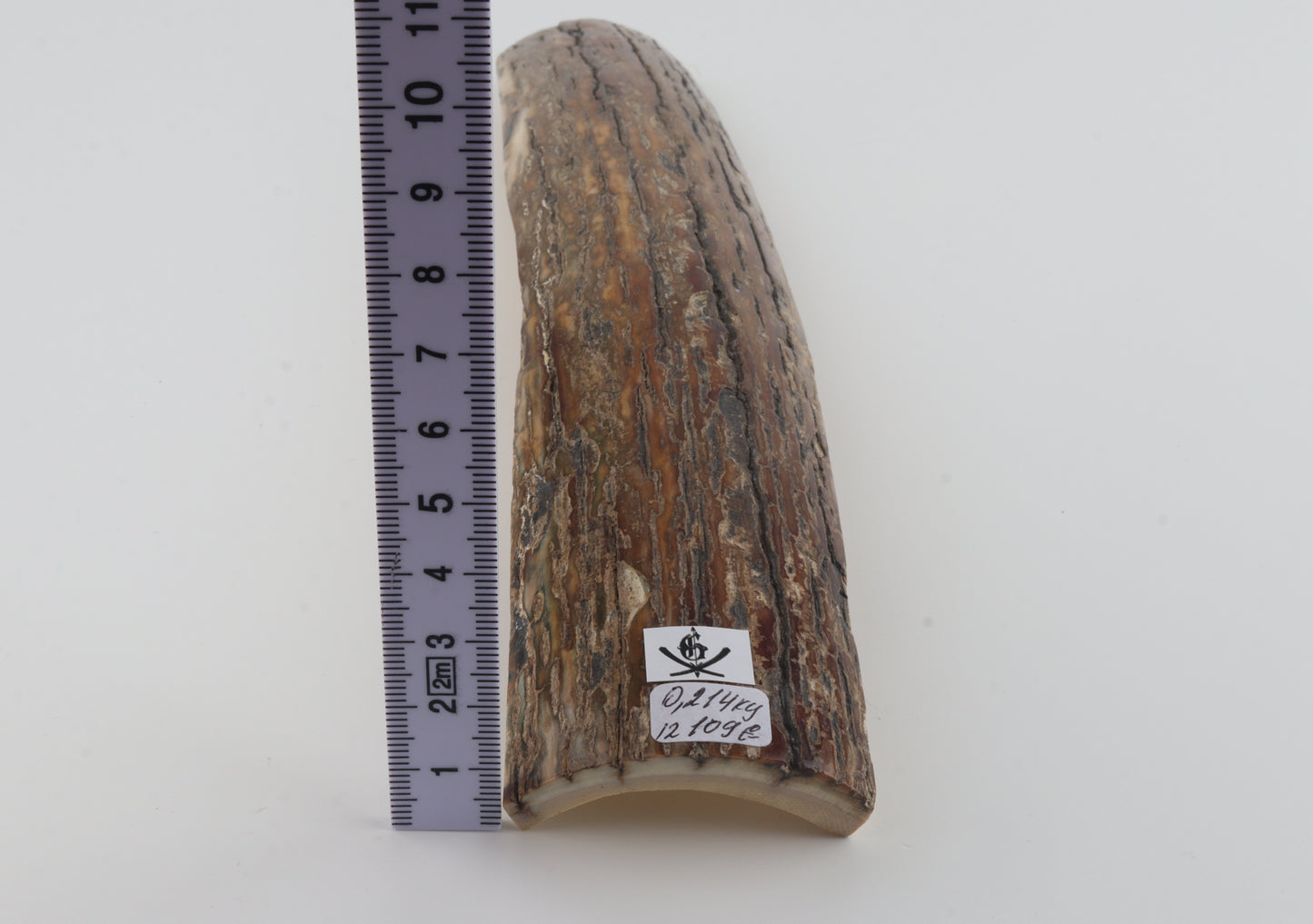 Beige-caramel mammoth bark