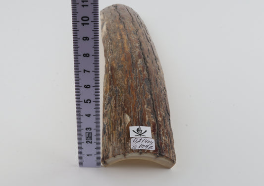 Beige-caramel mammoth bark