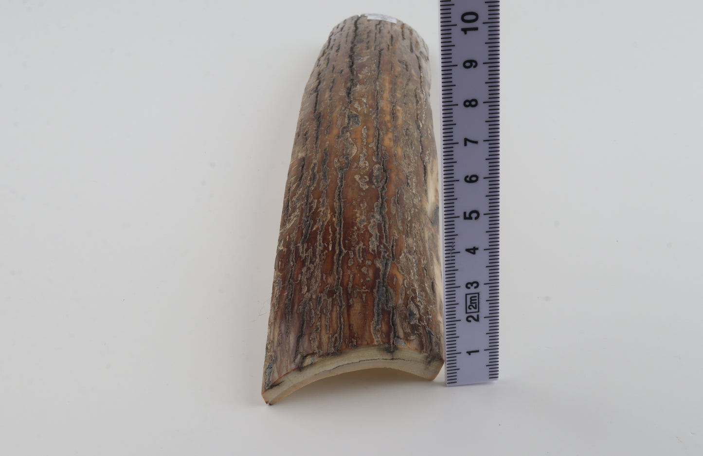 Beige-caramel mammoth bark