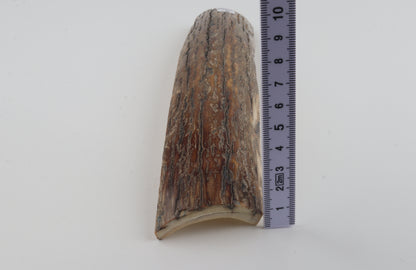 Beige-caramel mammoth bark