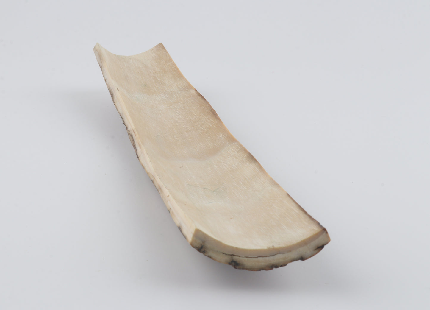 Beige-caramel mammoth bark