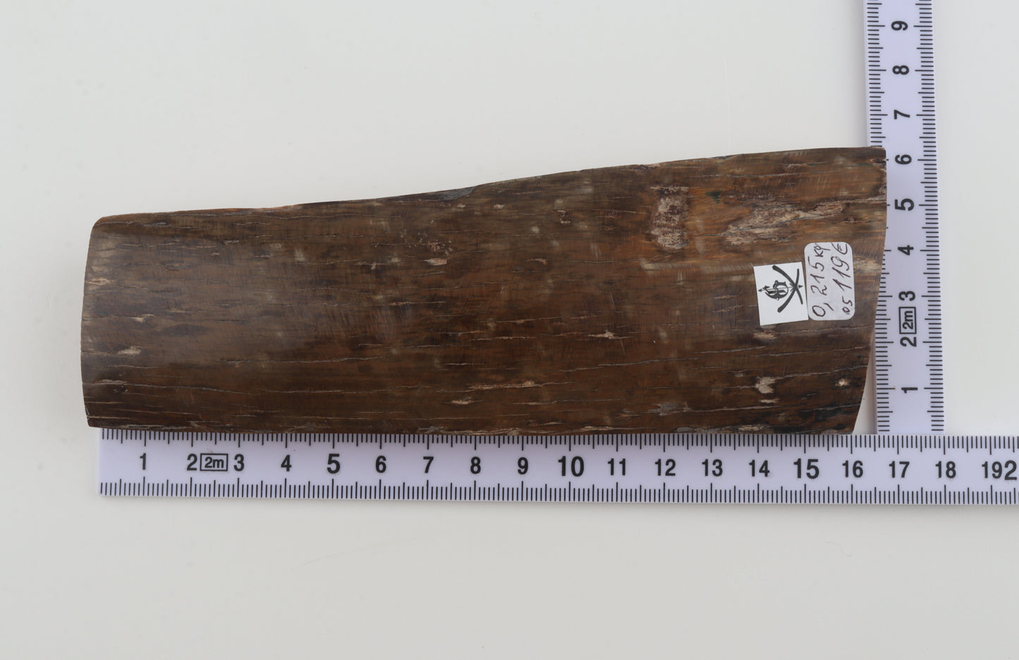 Brown mammoth bark