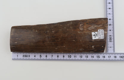 Brown mammoth bark
