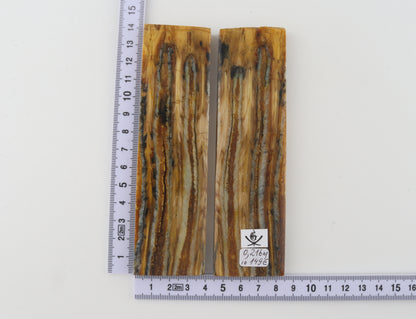 Stabilised mammoth molar scales