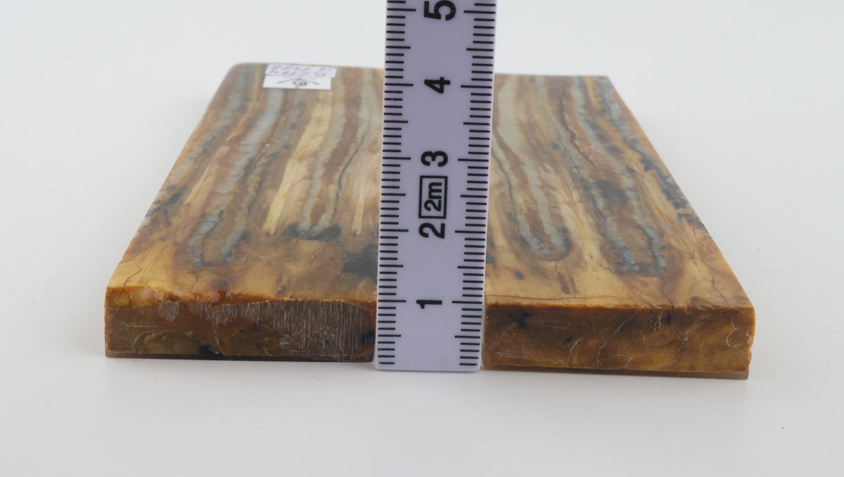 Stabilised mammoth molar scales