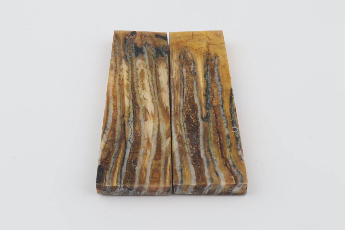 Stabilised mammoth molar scales