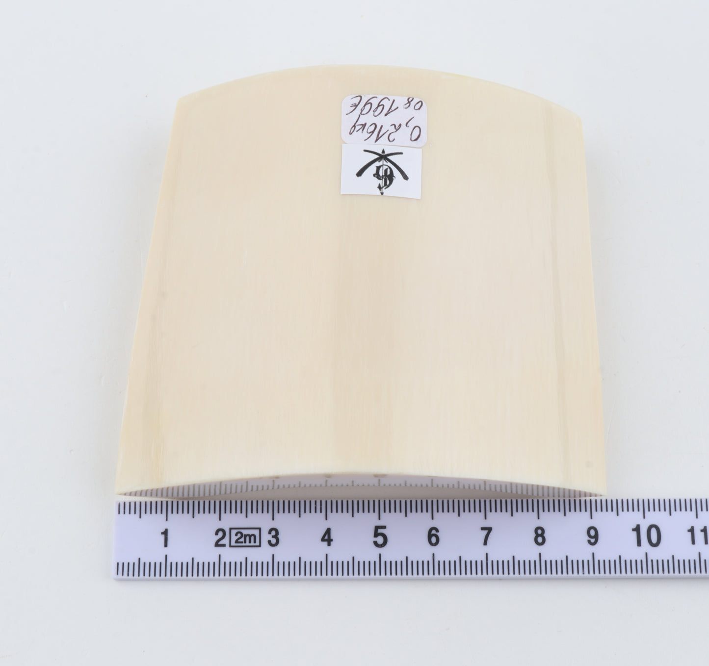 White mammoth ivory segment