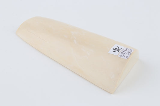 White mammoth ivory segment