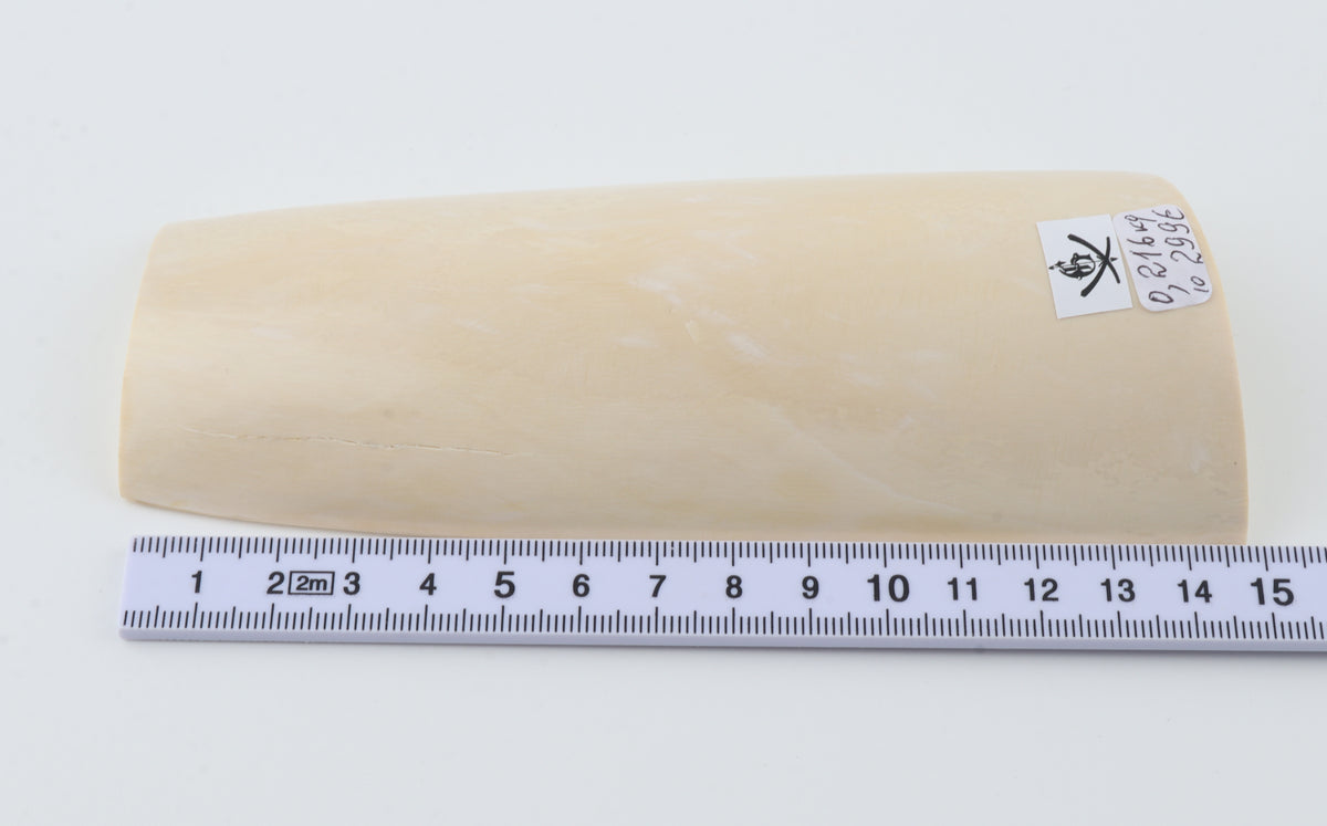 White mammoth ivory segment