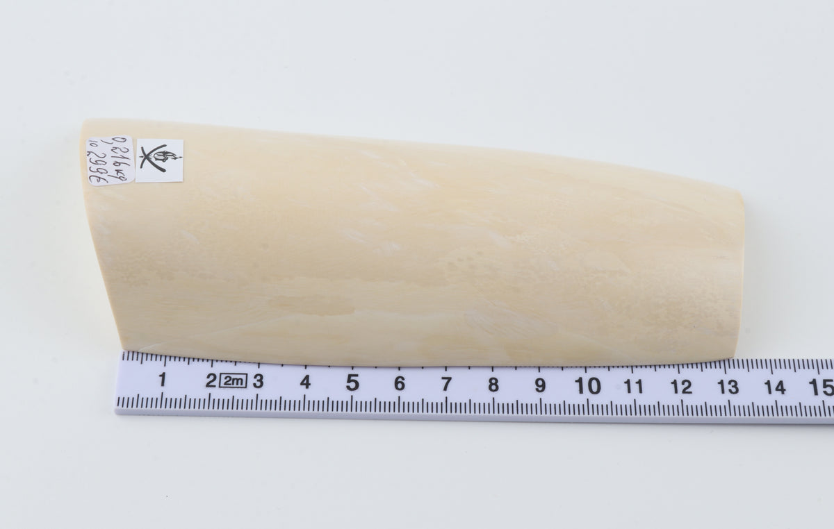 White mammoth ivory segment
