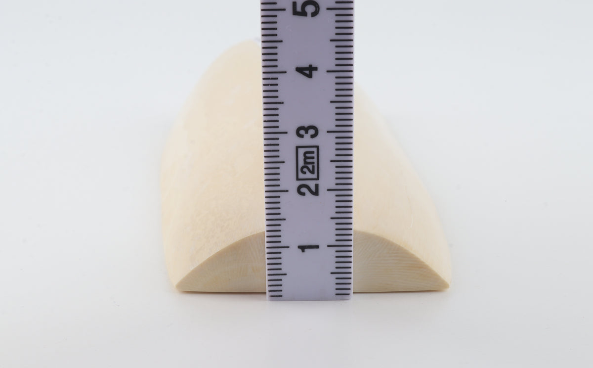 White mammoth ivory segment