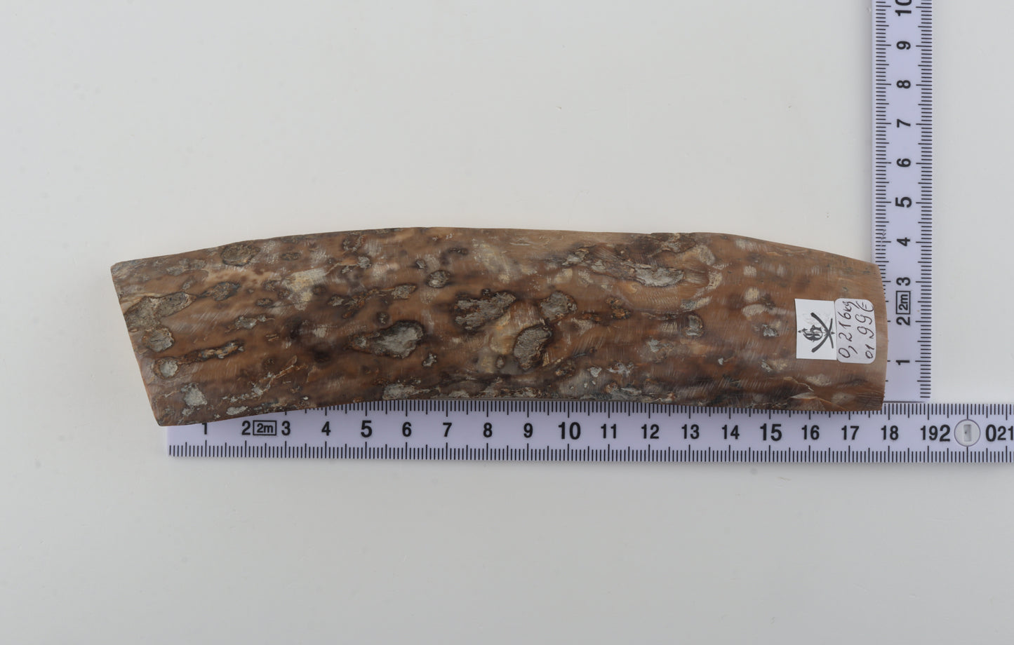 Mustard-grey mammoth bark