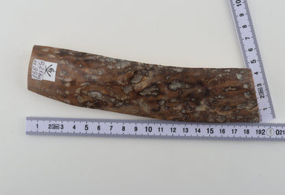 Mustard-grey mammoth bark