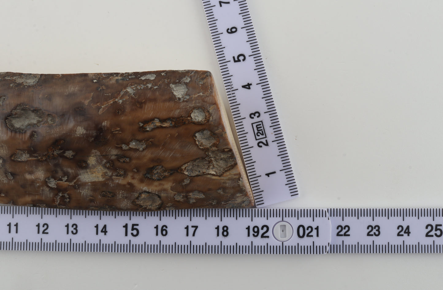 Mustard-grey mammoth bark