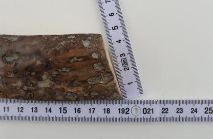 Mustard-grey mammoth bark