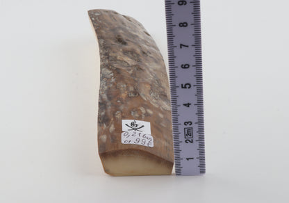 Mustard-grey mammoth bark