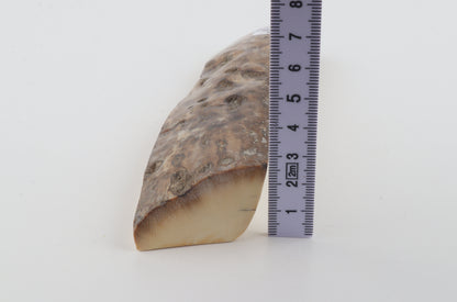 Mustard-grey mammoth bark