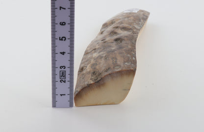 Mustard-grey mammoth bark