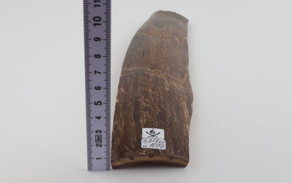 Brown mammoth bark
