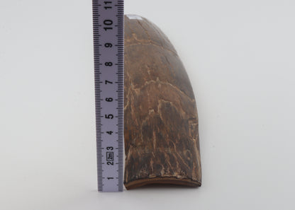 Brown mammoth bark