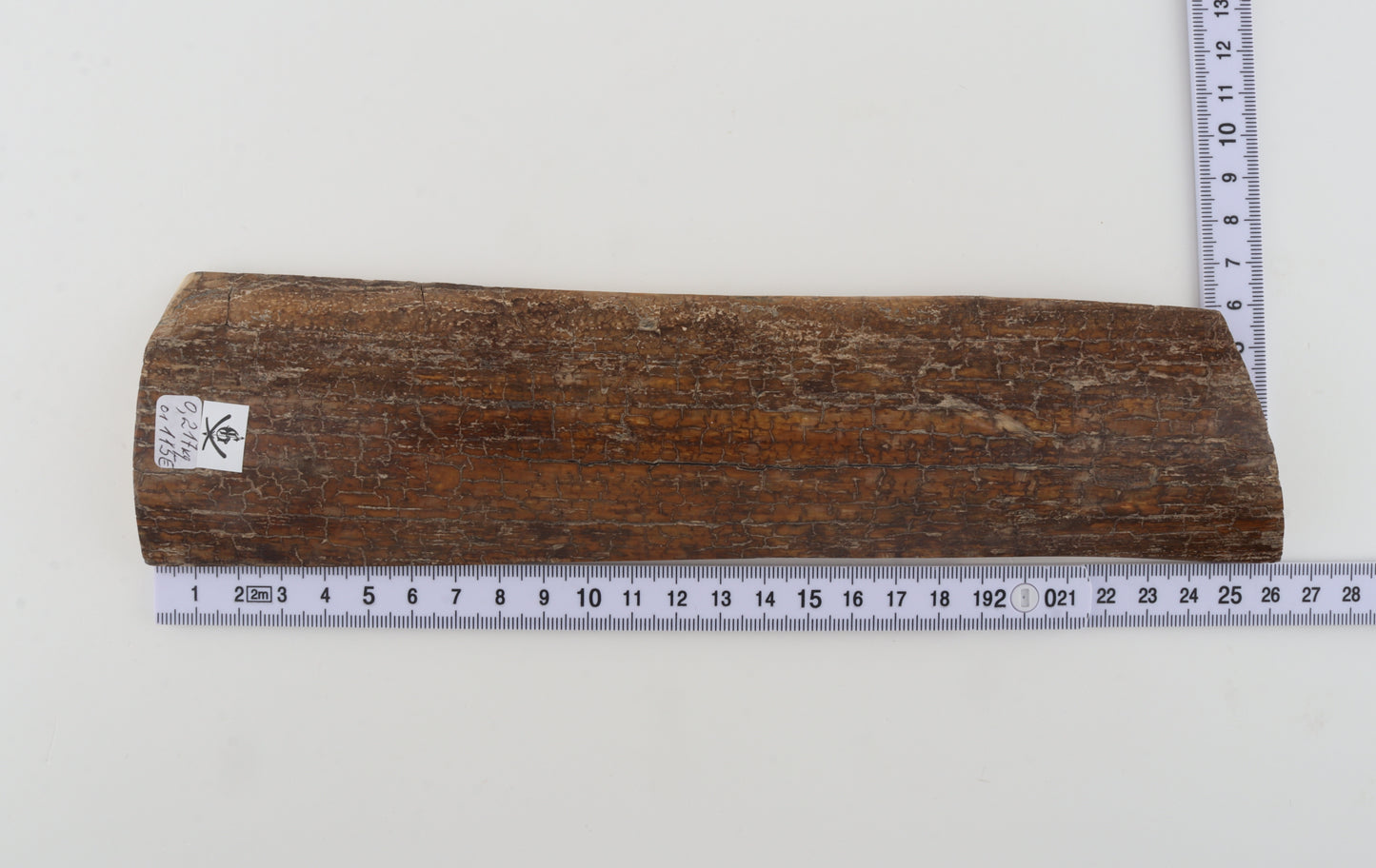 Brown-caramel mammoth bark