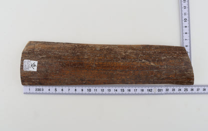 Brown-caramel mammoth bark