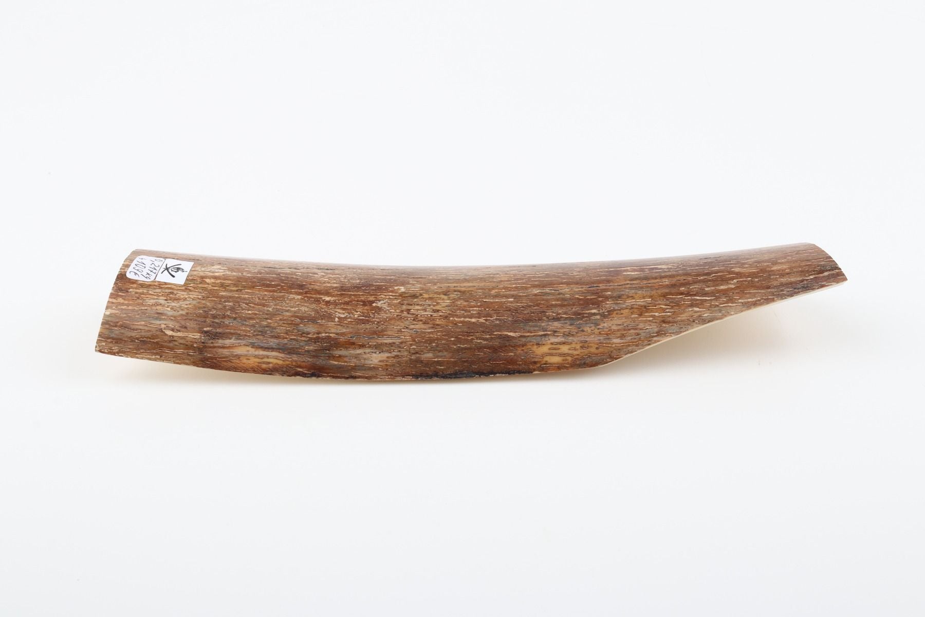 Brown mammoth bark