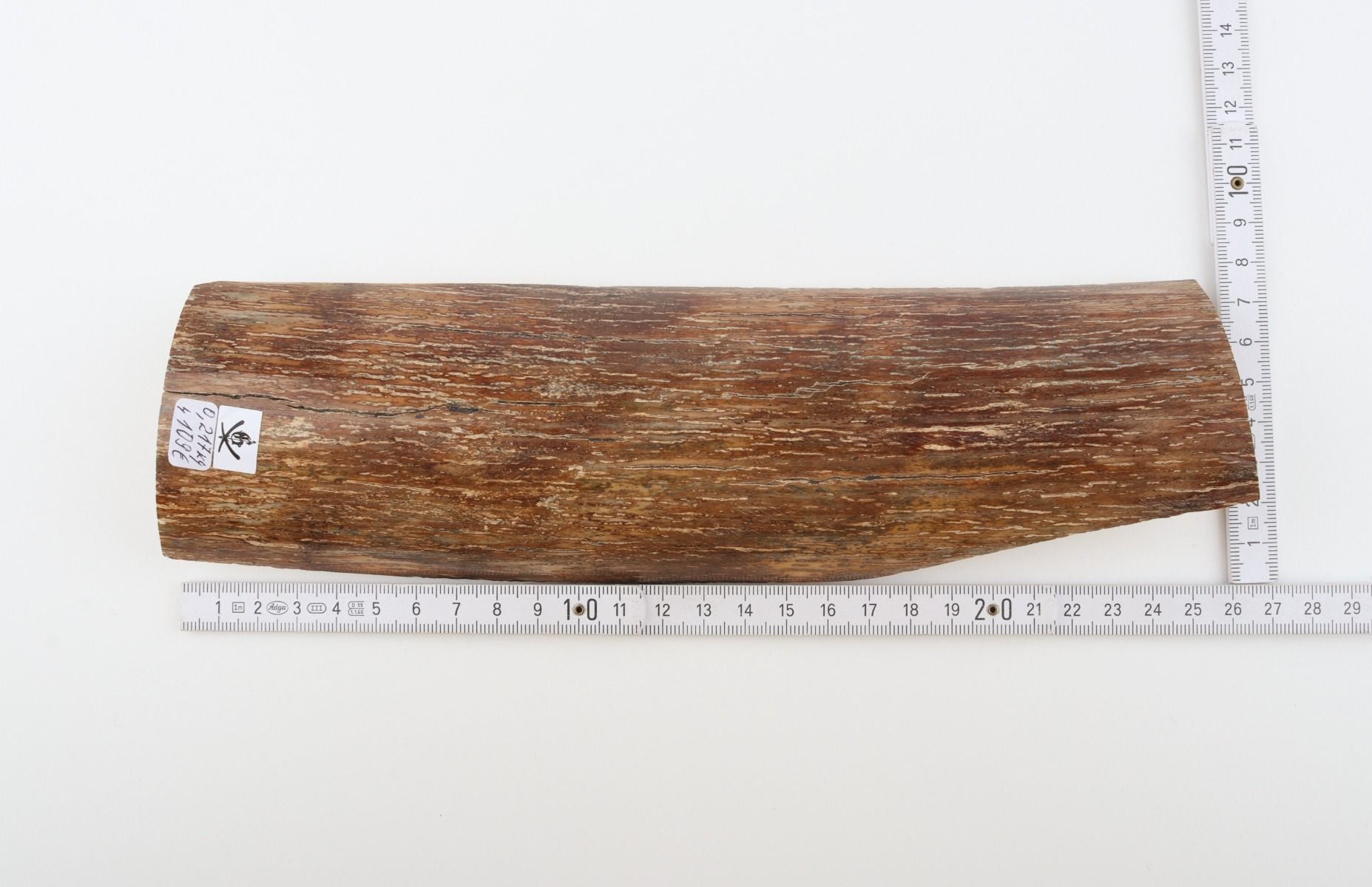 Brown mammoth bark