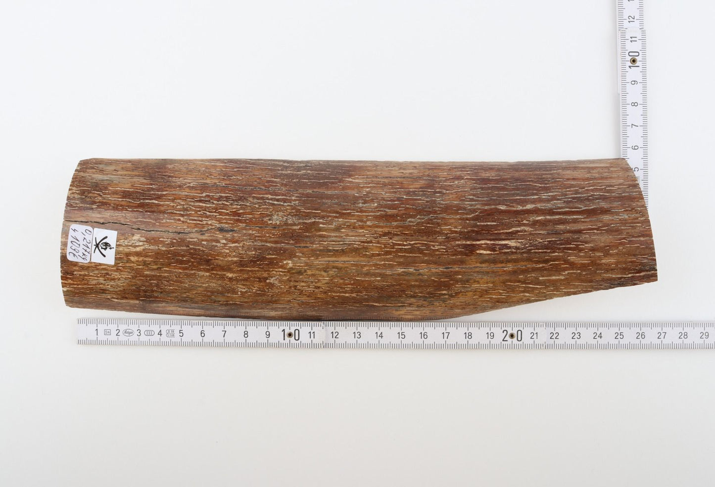 Brown mammoth bark