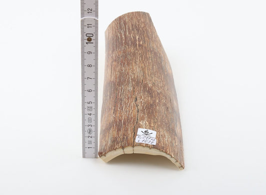 Brown mammoth bark