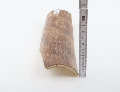 Brown mammoth bark