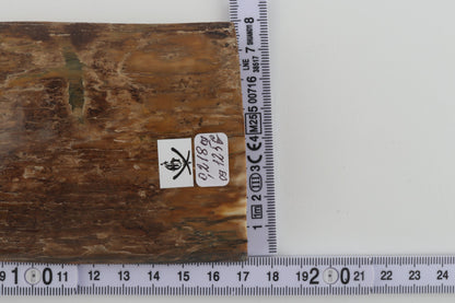 Beige mammoth bark