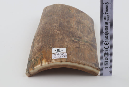 Beige mammoth bark