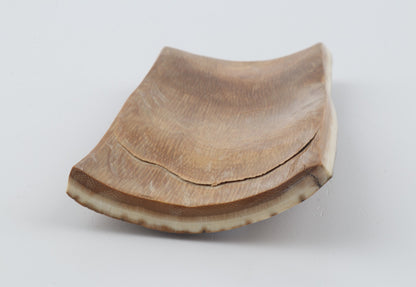 Beige mammoth bark