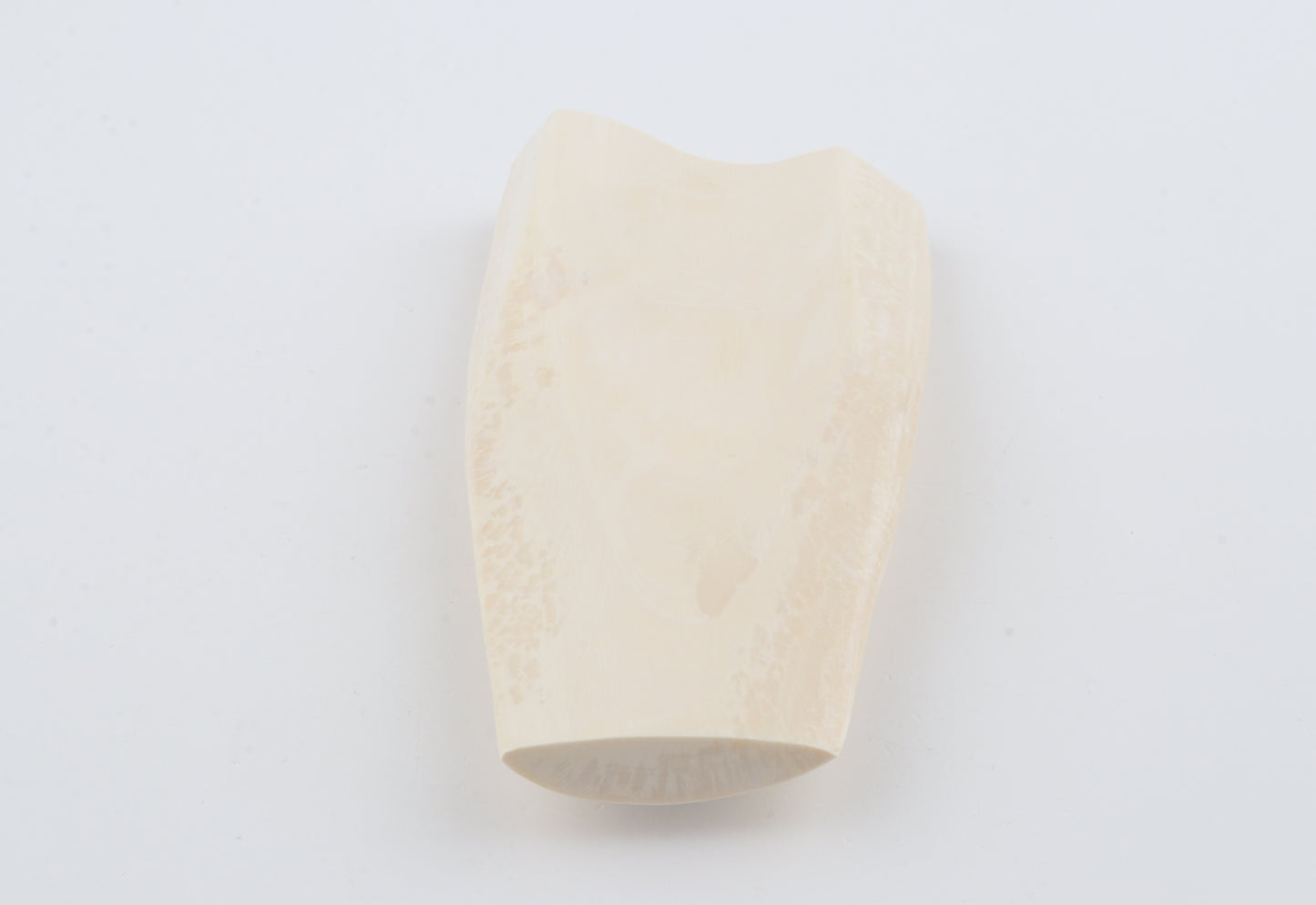 White mammoth ivory segment