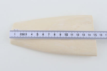 White mammoth ivory segment