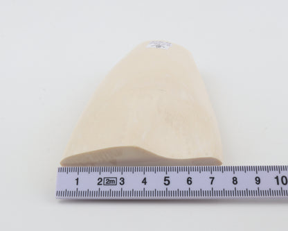 White mammoth ivory segment