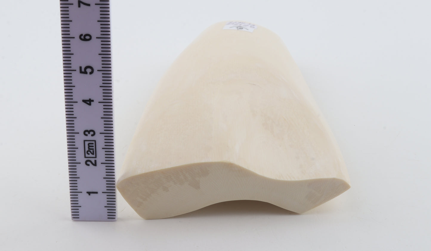White mammoth ivory segment