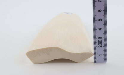 White mammoth ivory segment
