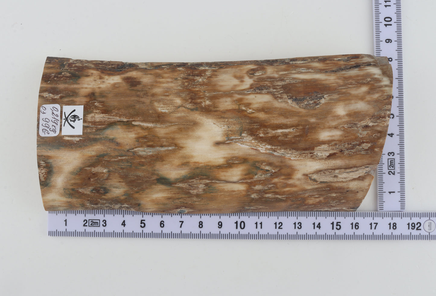 Natural woolly mammoth bark