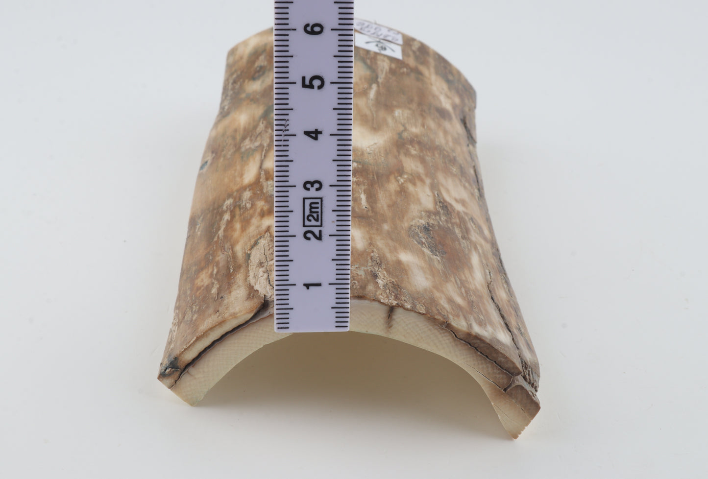 Natural woolly mammoth bark