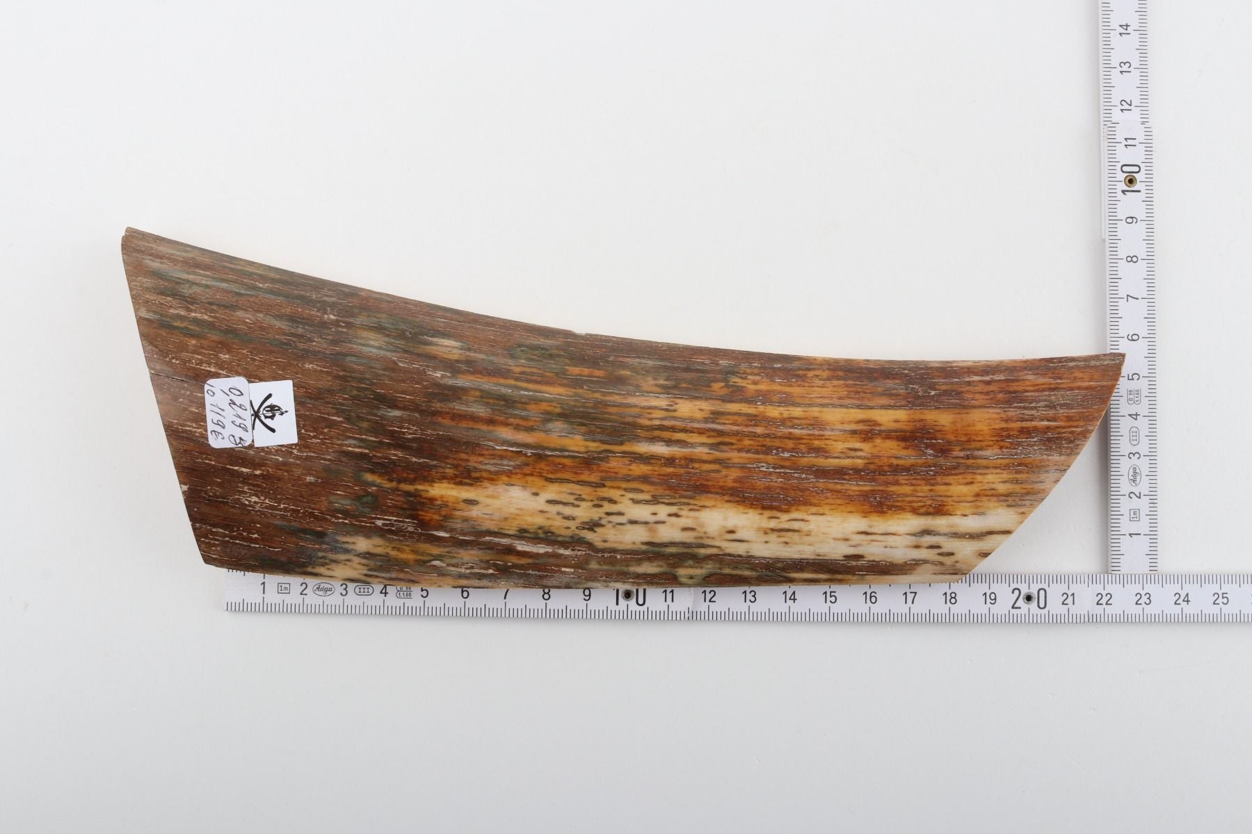 Brown-orange mammoth bark