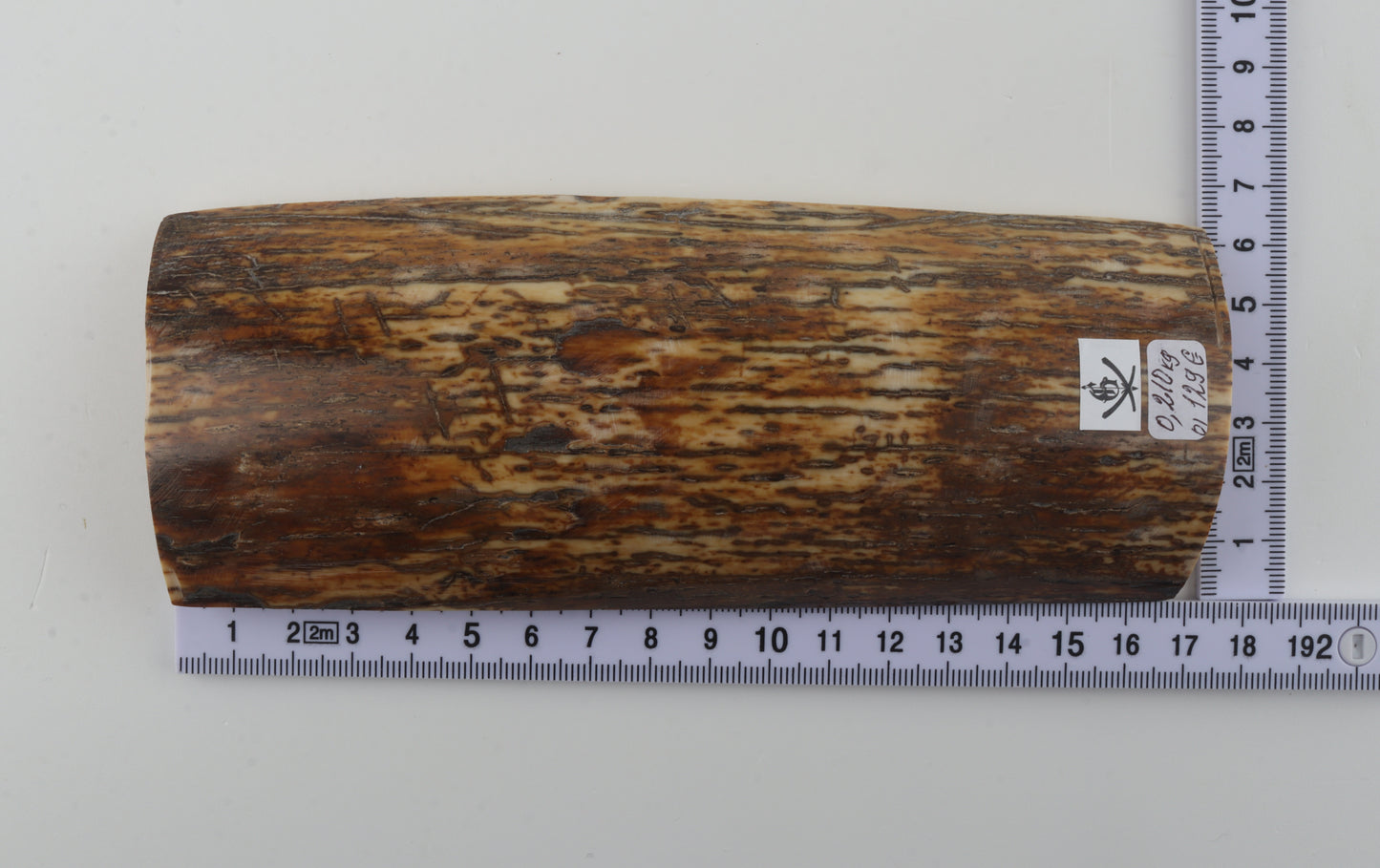 Brown-orange mammoth bark